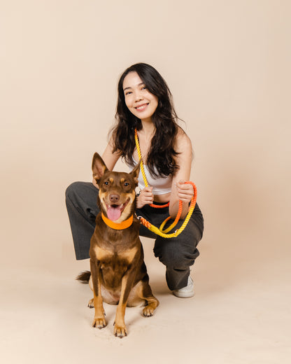 Multiway Handsfree Training Rope Leash in Sunset